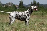 DALMATIEN 352